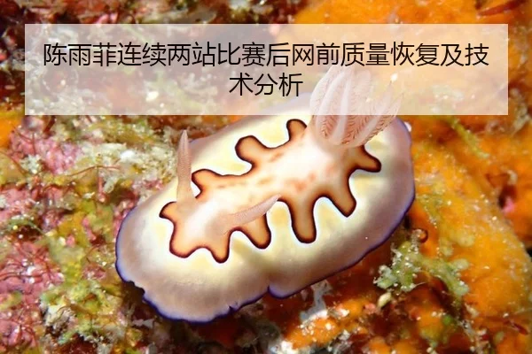 陈雨菲连续两站比赛后网前质量恢复及技术分析
